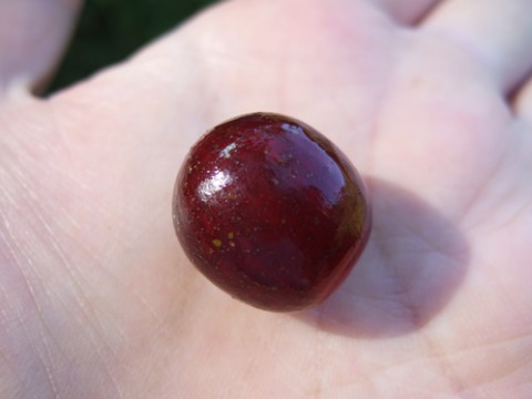 one red cherry